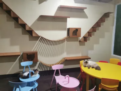 top 4+ cat cafe di jakarta yang unik, pecinta kucing wajib mampir!, 1. Kopi Cat Cafe, 2. Istana Kucing, 3. The Cat Cabin, 4. Animalis Pet Cafe