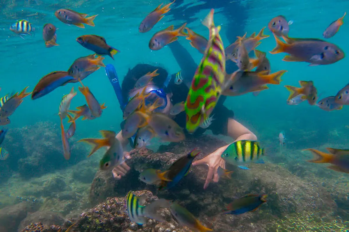 Top 5+ Pantai Snorkeling Gunung Kidul dengan Pemandangan Paling Indah