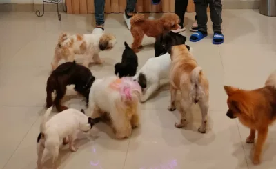 top 6+ rekomendasi dog cafe di jakarta yang anabul friendly