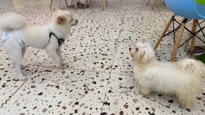 top 6+ rekomendasi dog cafe di jakarta yang anabul friendly