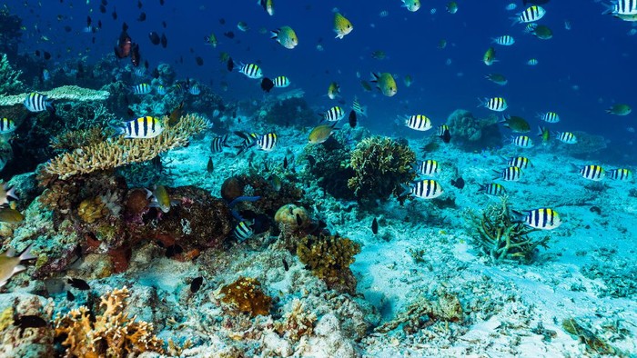 5 Aktivitas Menarik di Sumbawa yang Mesti Dicoba Sekali Seumur Hidup