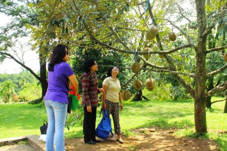Durian montong yang terdapat di Kebun Durian Warso, 1. Taman Wisata Alam Gunung Pancar, 2. Cibalung Happy Land, 3. Jungleland Adventure Theme Park, 4. Curug Kondang, 5. Kebun Durian Warso Farm