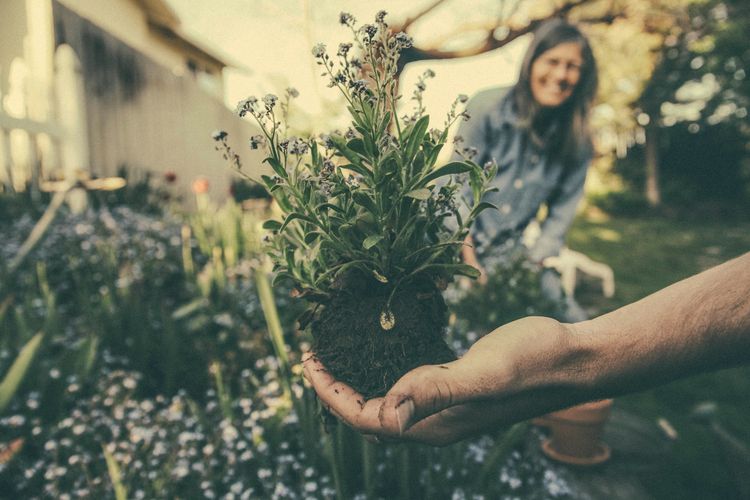 5 Manfaat Berkebun seperti yang Dilakukan David Beckham