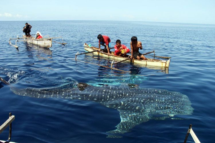 Sejumlah anak nelayan di Desa Botubarani berintereaksi dengan hiu paus atau whale shark yang ada di dekat rumahnya. Kemunculan ikan raksasa ini menjadi daya tarik wisata., 1. Datang pada waktu terbaik , 2. Datang saat cuaca cerah , 3. Bawa baju ganti , 4. Datang saat hari kerja , 5. Sewa paket perahu kaca dan drone 