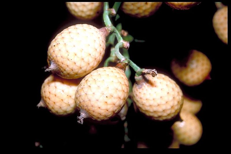 7 Buah Unik Asli Indonesia yang Wajib Kamu Cicipi, 1. Buah merah, 2. Buah matoa, 3. Buah bisbul, 4. Buah manau, 5. Buah keledang, 6. Buah manggis putih, 7. Buah lai