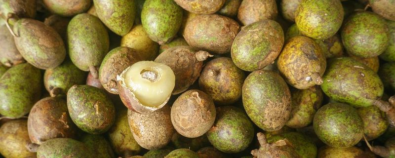 buah matoa, 1. Buah merah, 2. Buah matoa, 3. Buah bisbul, 4. Buah manau, 5. Buah keledang, 6. Buah manggis putih, 7. Buah lai