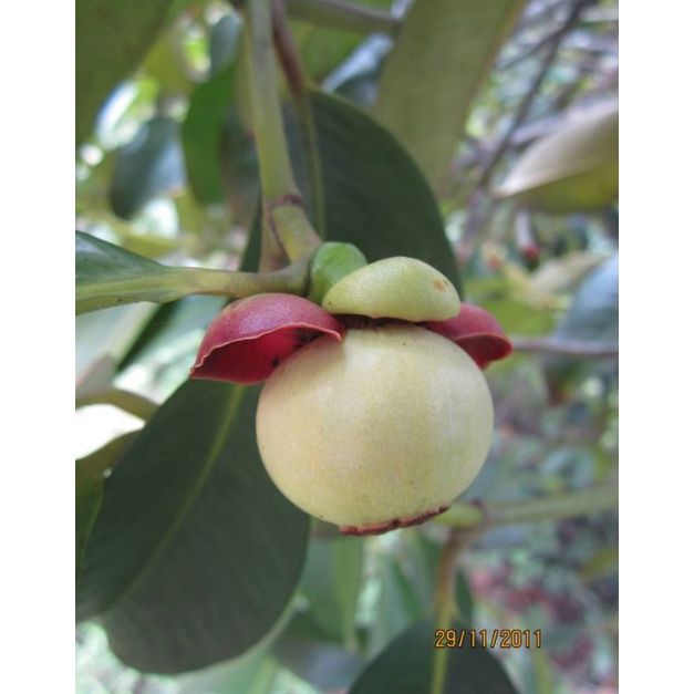 7 Buah Unik Asli Indonesia yang Wajib Kamu Cicipi, 1. Buah merah, 2. Buah matoa, 3. Buah bisbul, 4. Buah manau, 5. Buah keledang, 6. Buah manggis putih, 7. Buah lai