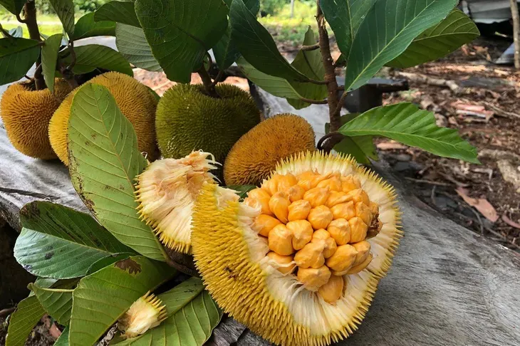 7 Buah Unik Asli Indonesia yang Wajib Kamu Cicipi, 1. Buah merah, 2. Buah matoa, 3. Buah bisbul, 4. Buah manau, 5. Buah keledang, 6. Buah manggis putih, 7. Buah lai