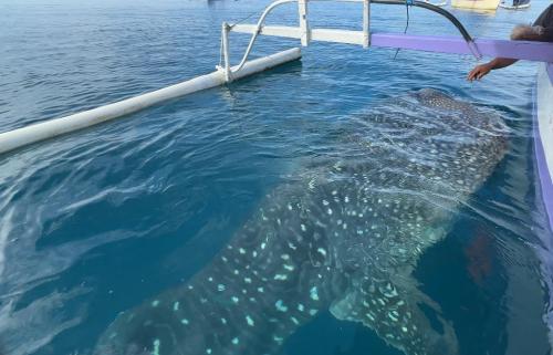 Menjajal Sensasi Berenang dengan Hiu Paus di Pantai Botubarani Gorontalo