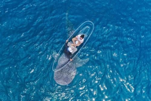 Hiu Paus di Laut Gorontalo