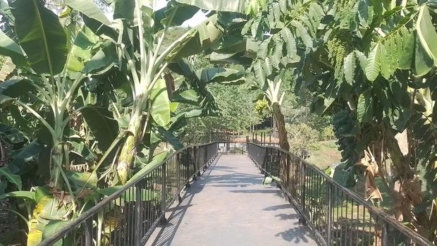 Santai Dulu Kawan, Rileks di Hutan Kota Ciganjur Ditemani Kicau Burung