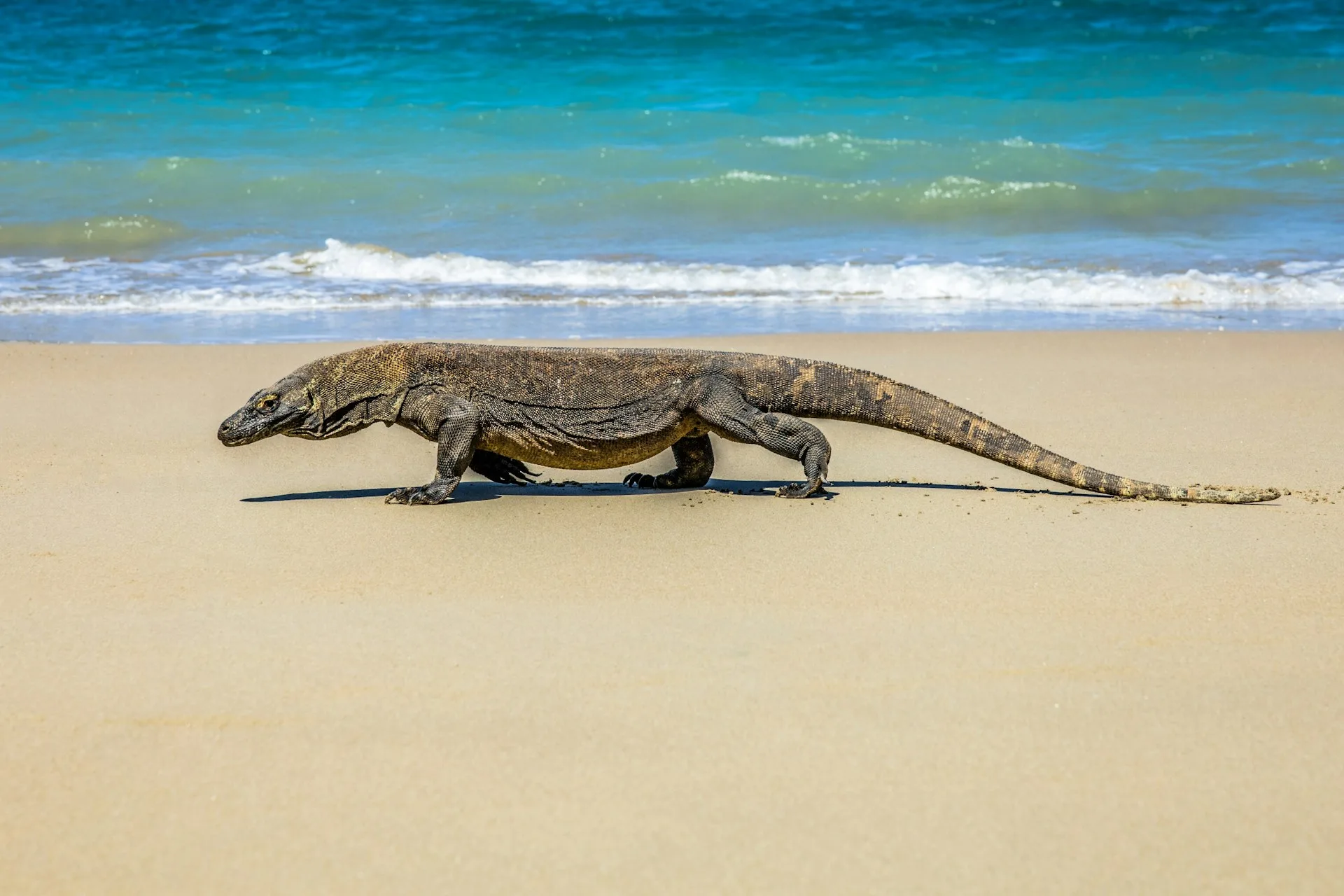 taman nasional komodo: destinasi eksotis yang wajib masuk bucket list liburanmu