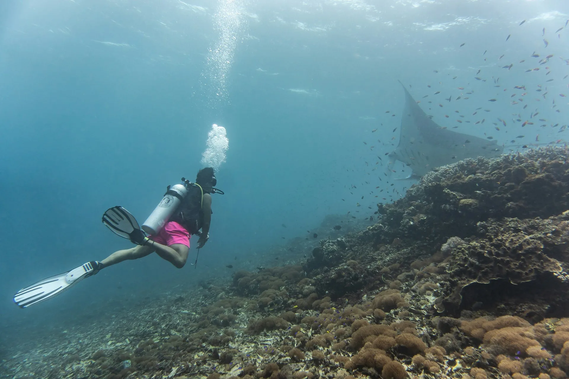 taman nasional komodo: destinasi eksotis yang wajib masuk bucket list liburanmu