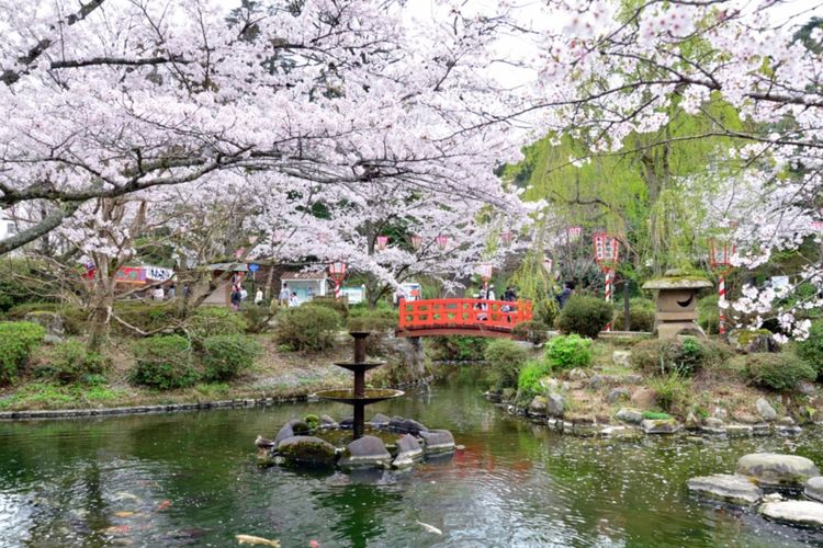 Pemandangan bunga sakura saat musim semi di Utsubuki Park, Jepang., 1. Wisata musim semi, 2. Wisata musim panas, 3. Wisata musim gugur, 4. Wisata musim dingin