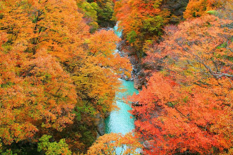Pemandangan hutan di Tottori, Jepang, saat musim gugur., 1. Wisata musim semi, 2. Wisata musim panas, 3. Wisata musim gugur, 4. Wisata musim dingin